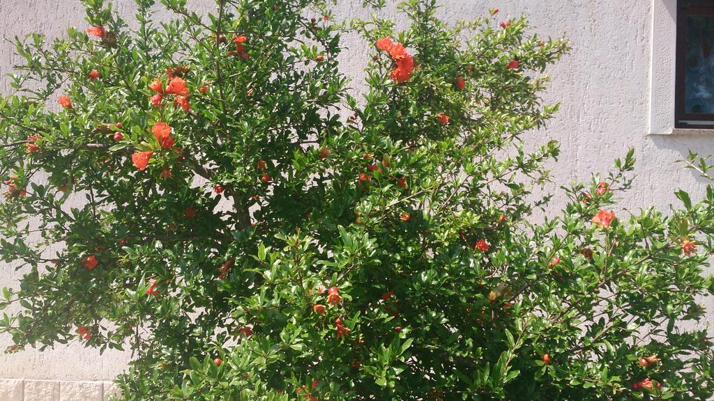 Garden Apartment Maria Vrsar Bilik gambar